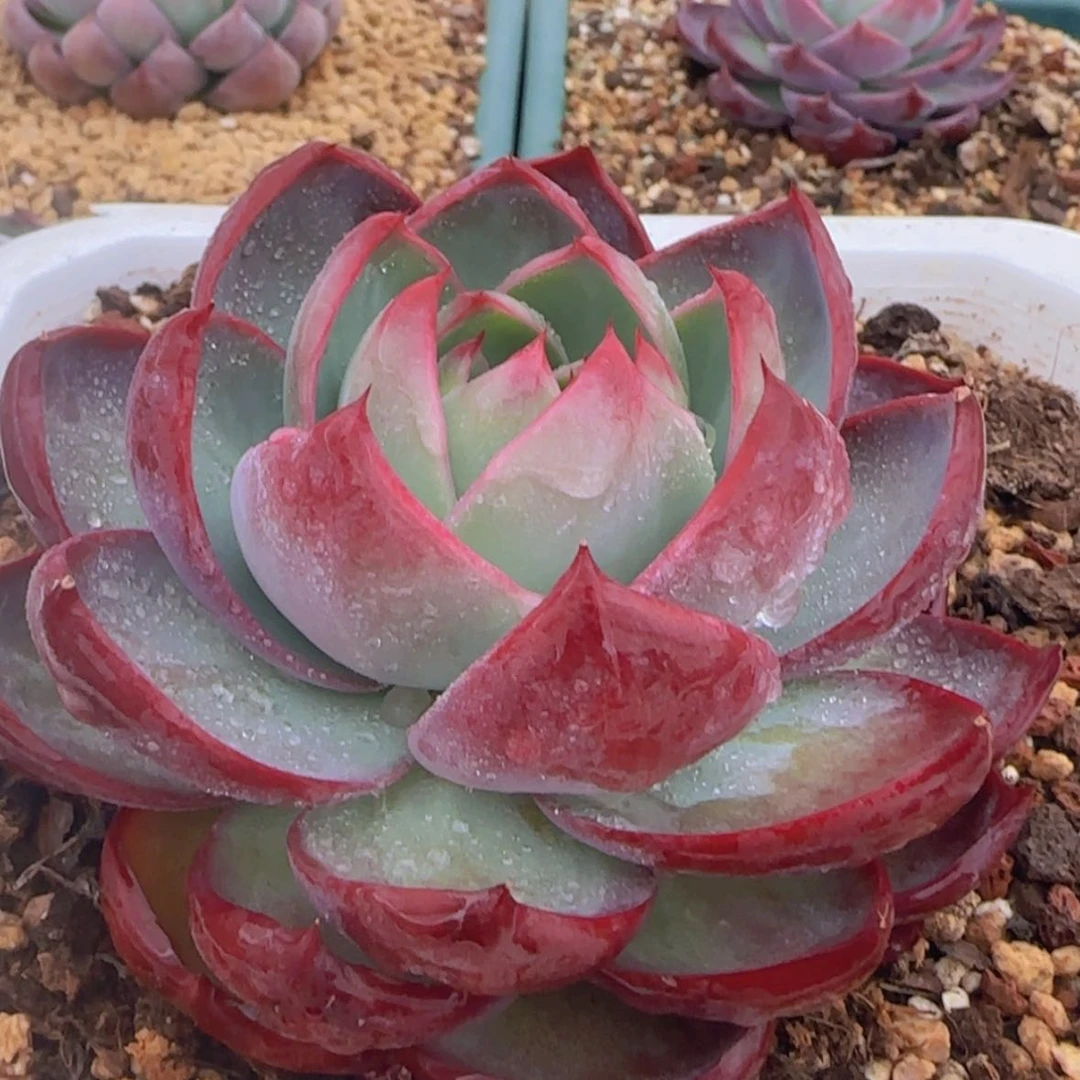 【闪购商品】惊鸿仙子