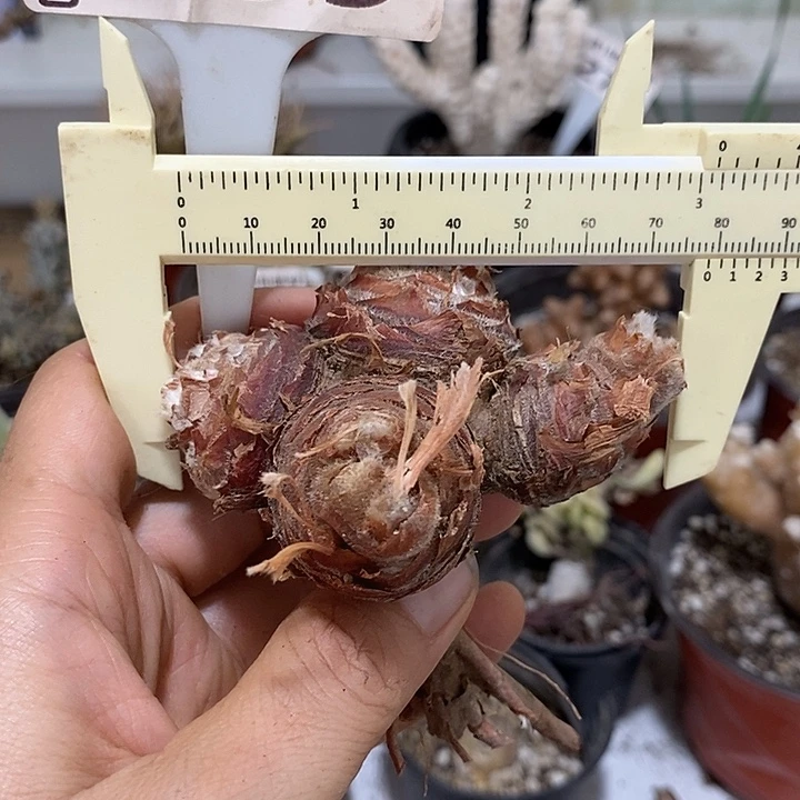 199羽叶洋葵7.7公分一一