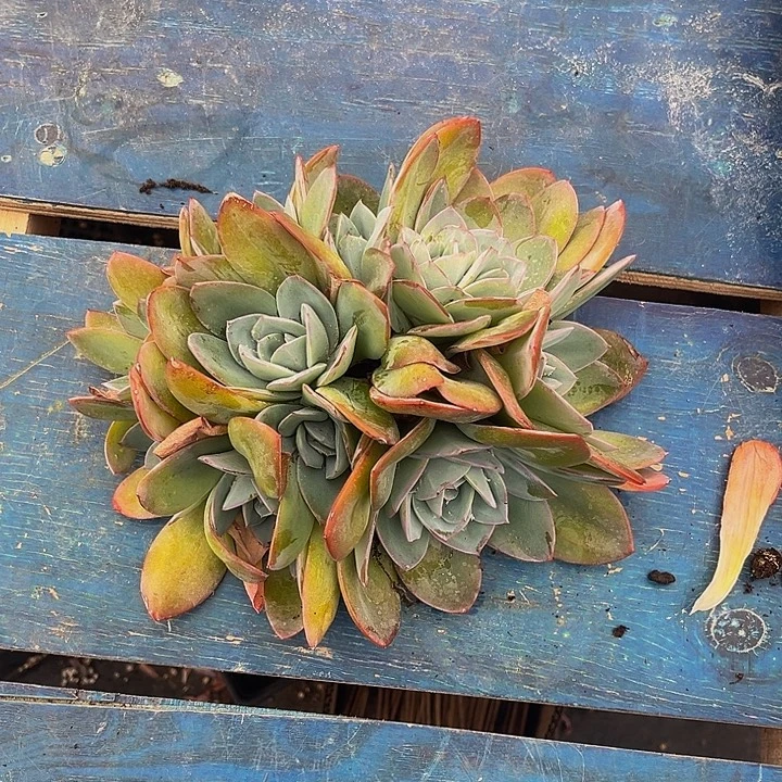 星***美多肉植物布鲁蓝多头