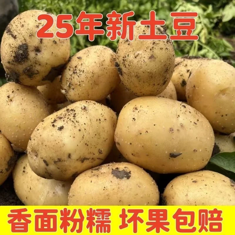 正宗东北黑土地黄心土豆