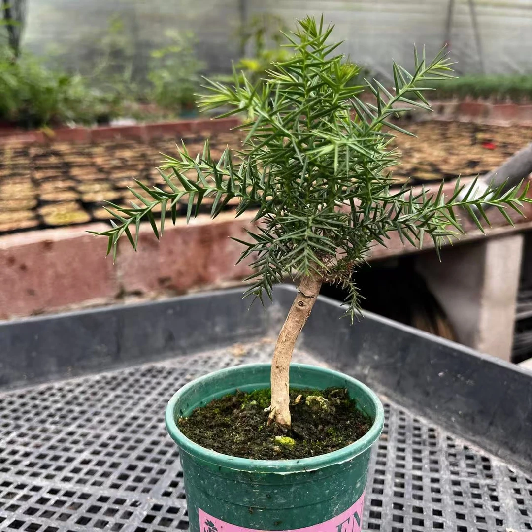 小盆澳洲杉基地原盆小老庄造型随机发货