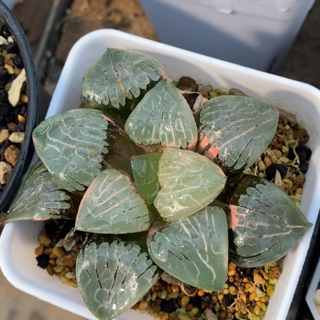 一颗实生寿克锦。