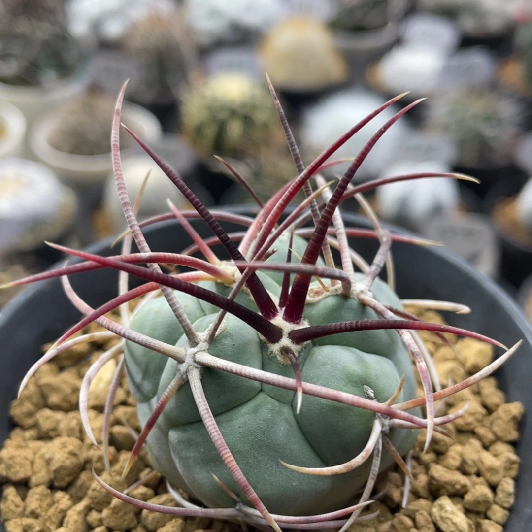 绯冠龙        实生根