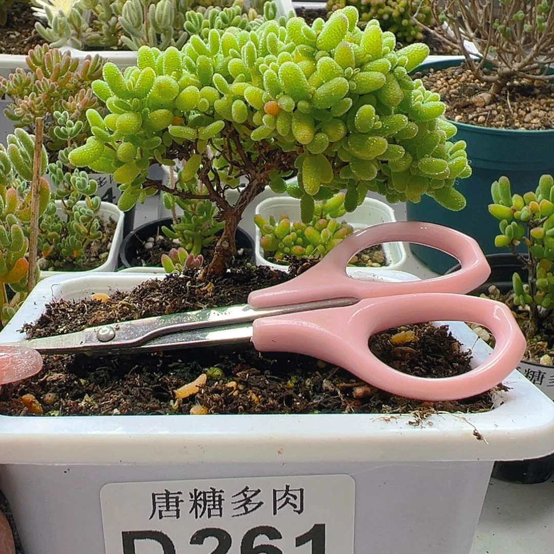 蜜橘261。