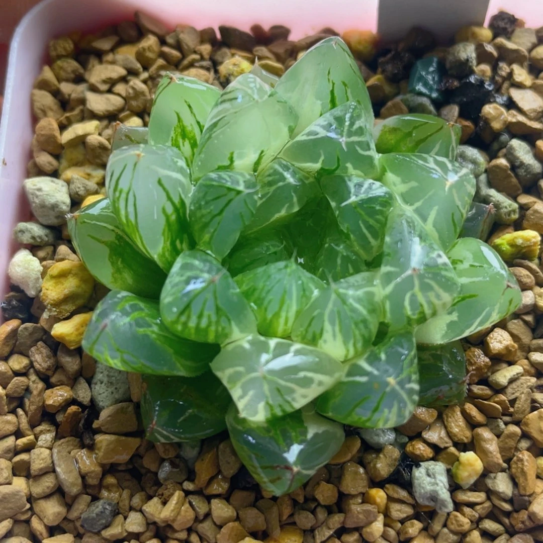 21.十二卷多肉水晶实生玉露锦。