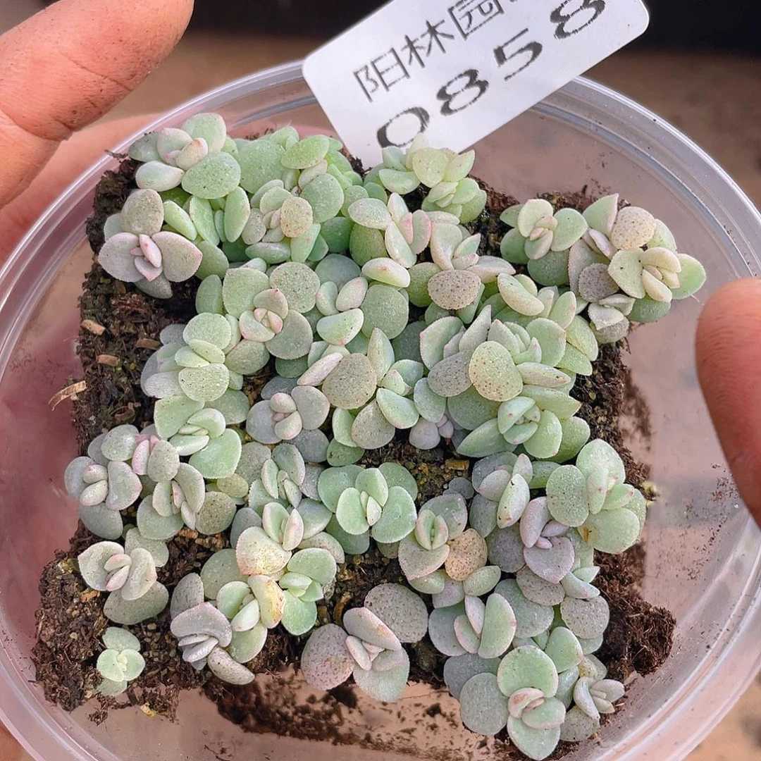多肉植物多肉植物858