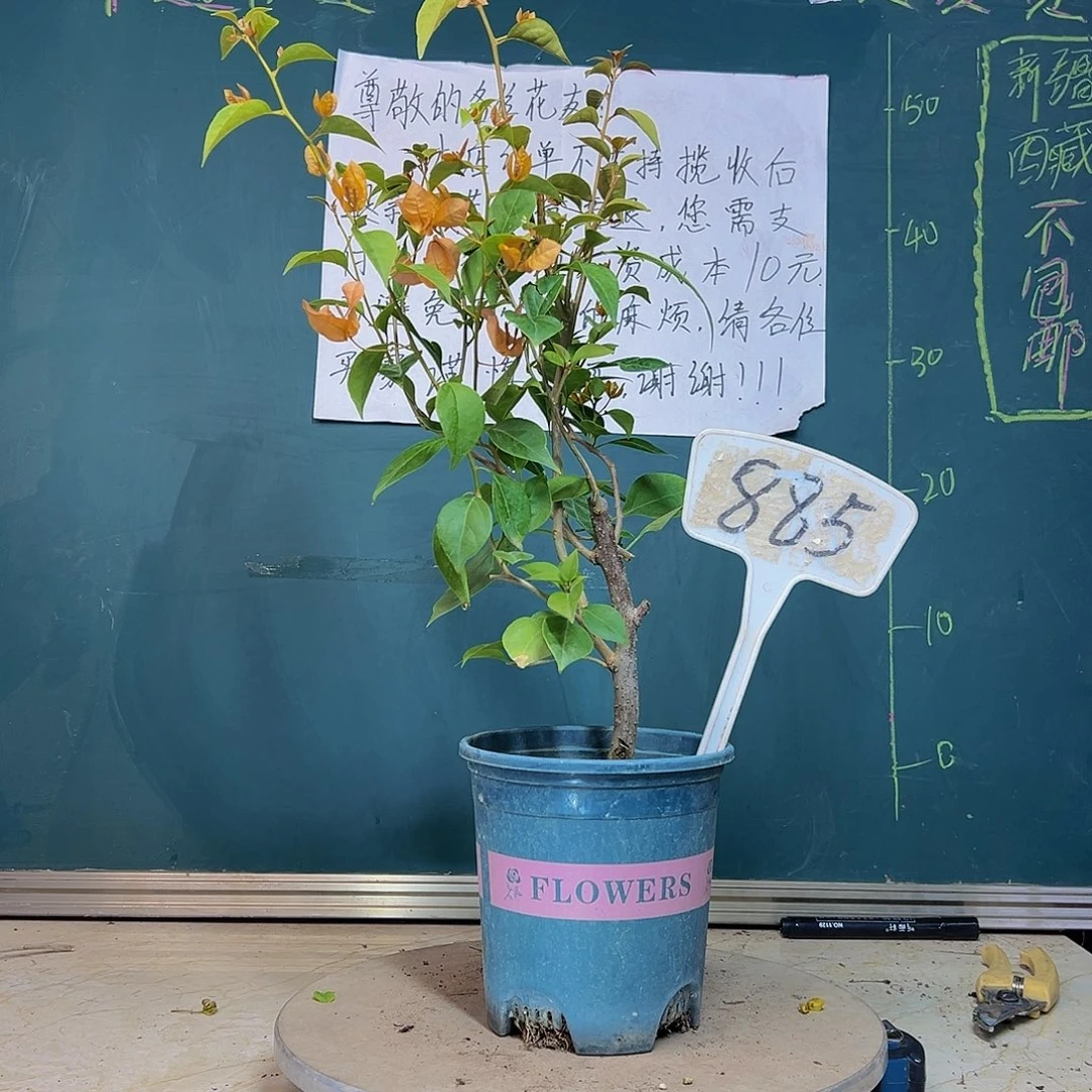 当前无花栽培后可以开花金发女郎 885