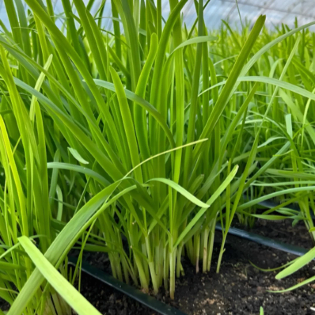 《罐哥家庭农场》天津本地胎韭2斤送一斤韭菜