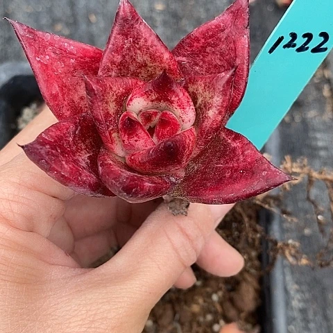 ღ*1222多肉植物老桩