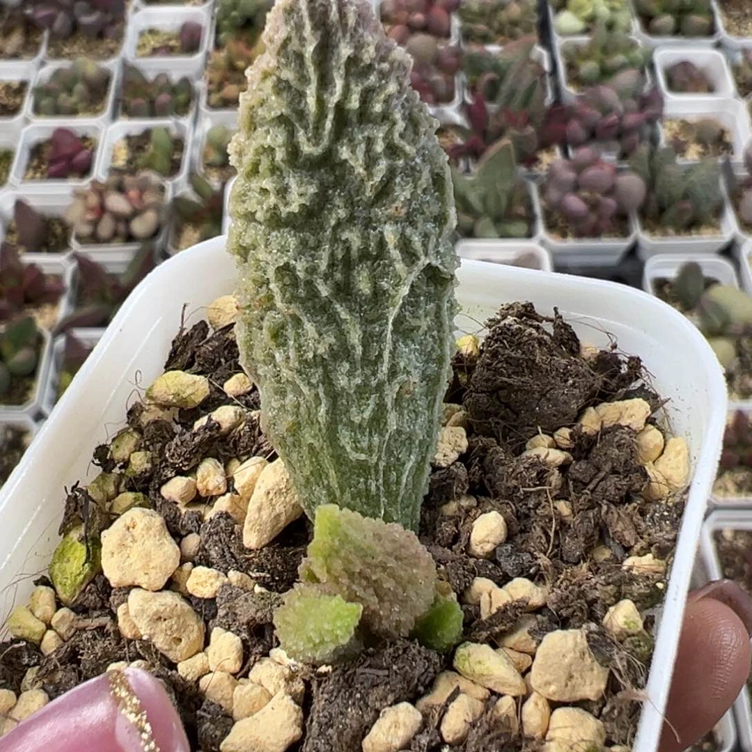 苍龙大苗粗狂纹路款多肉