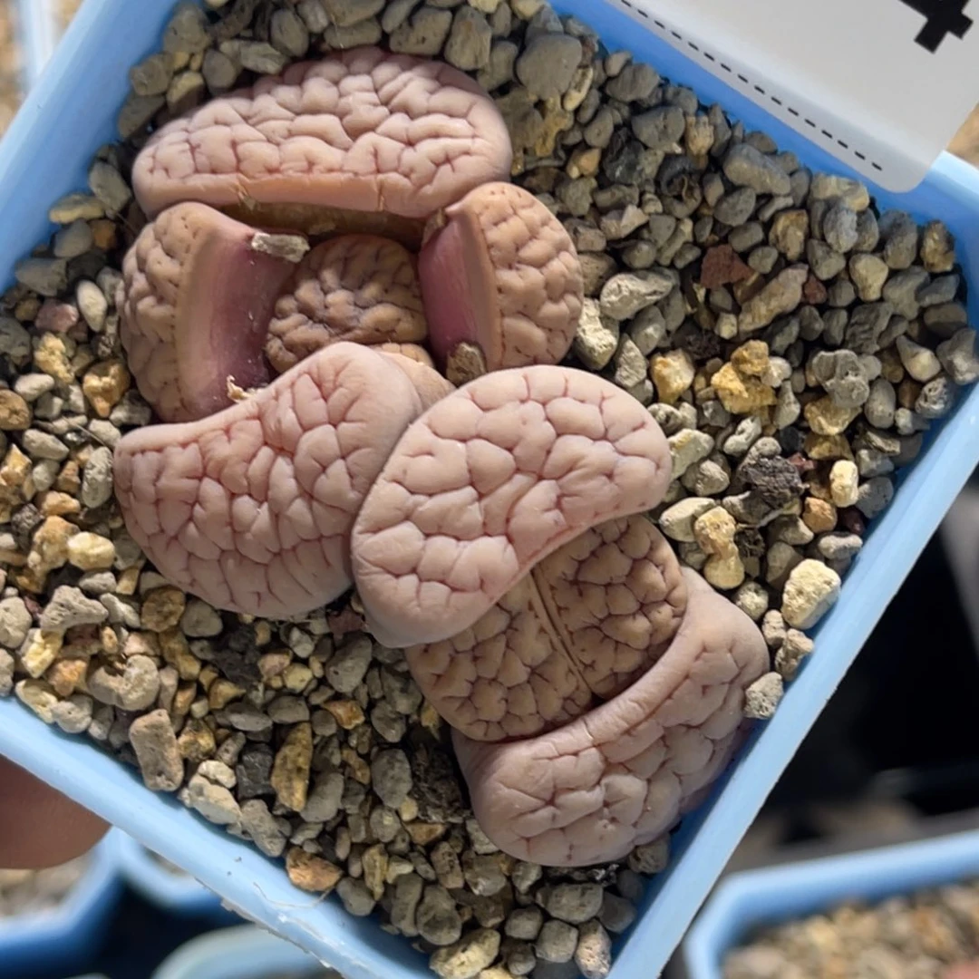 7884双头粉体凹凸189