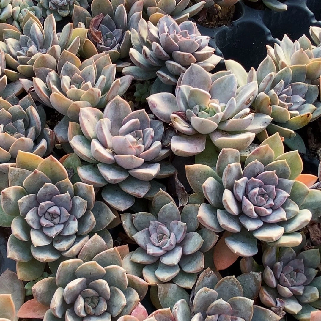 紫卡多肉3-4厘米发货