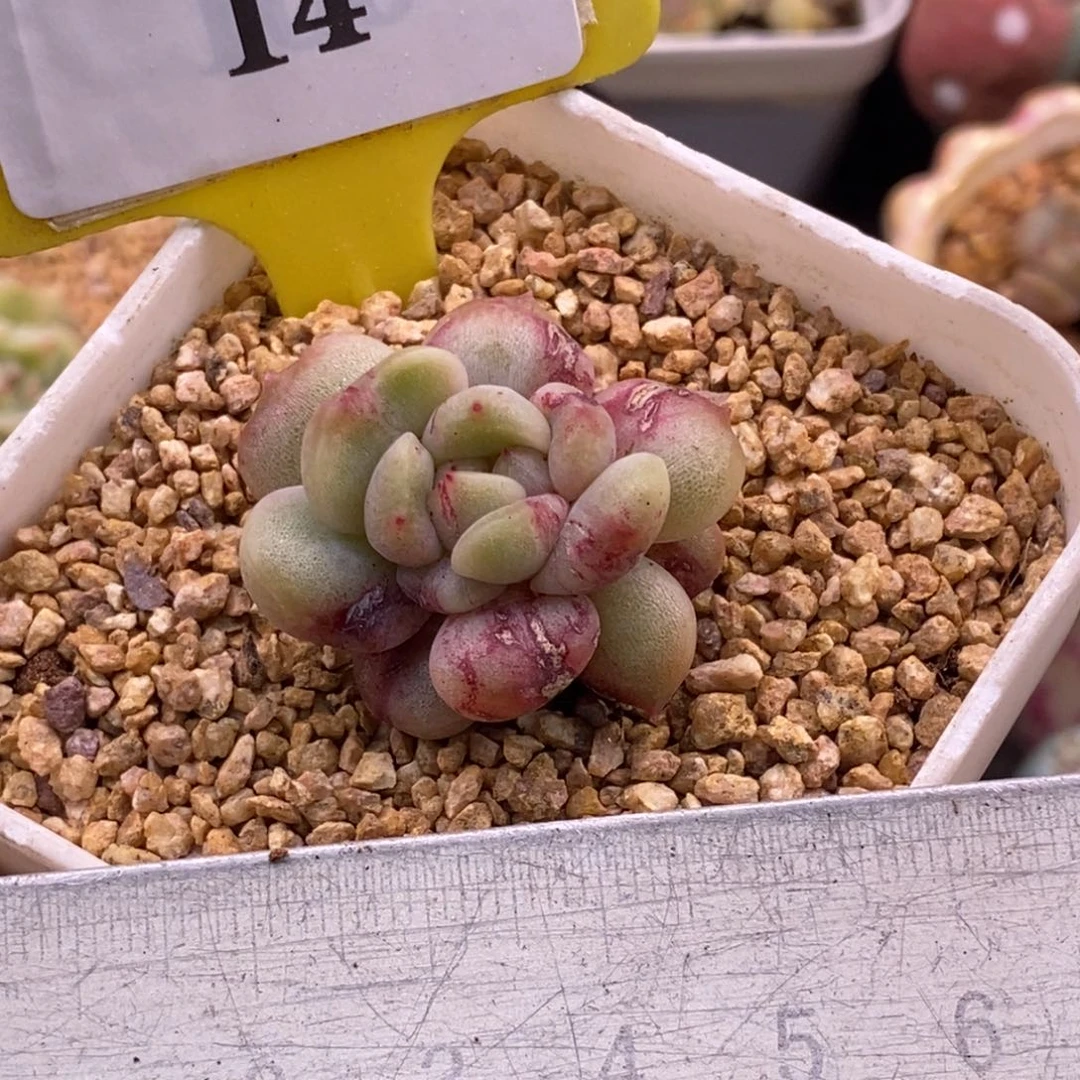 514红恋石化拉丝锦多肉