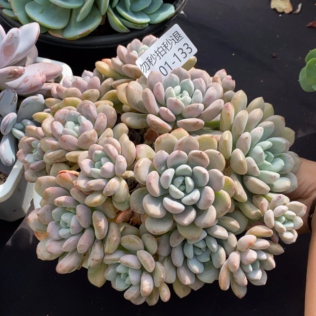 两单包邮1101-133白鹭