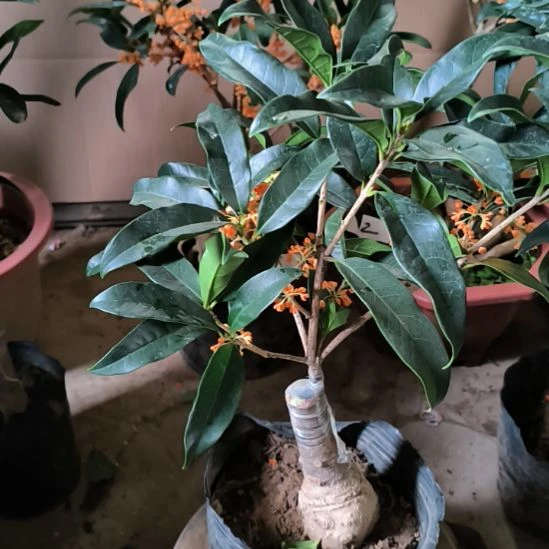 用***1完全开放八月桂朱砂