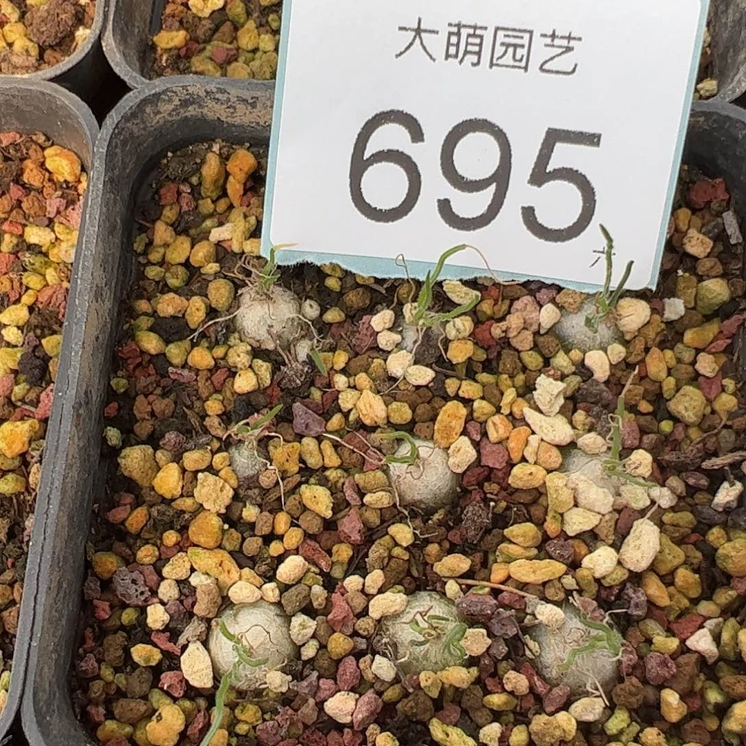 0000695量拍泰迪海葱1颗脱土发