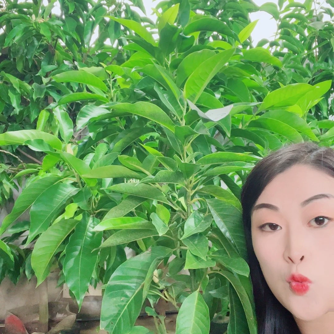 无花朵白兰111111