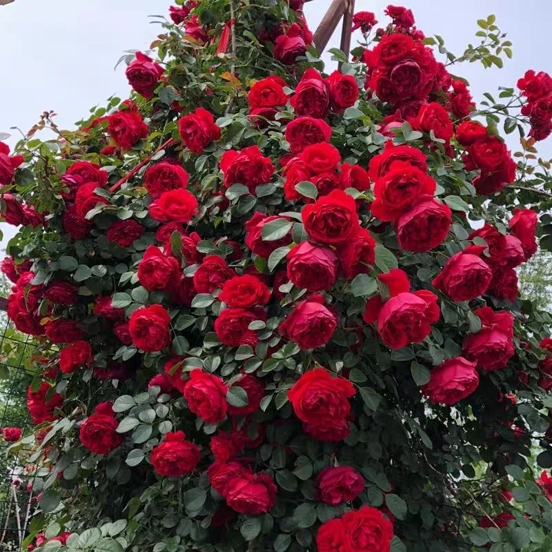 蒂娜爬藤月季花苗带花苞庭院藤本花卉植物阳台盆栽玫瑰四季开花