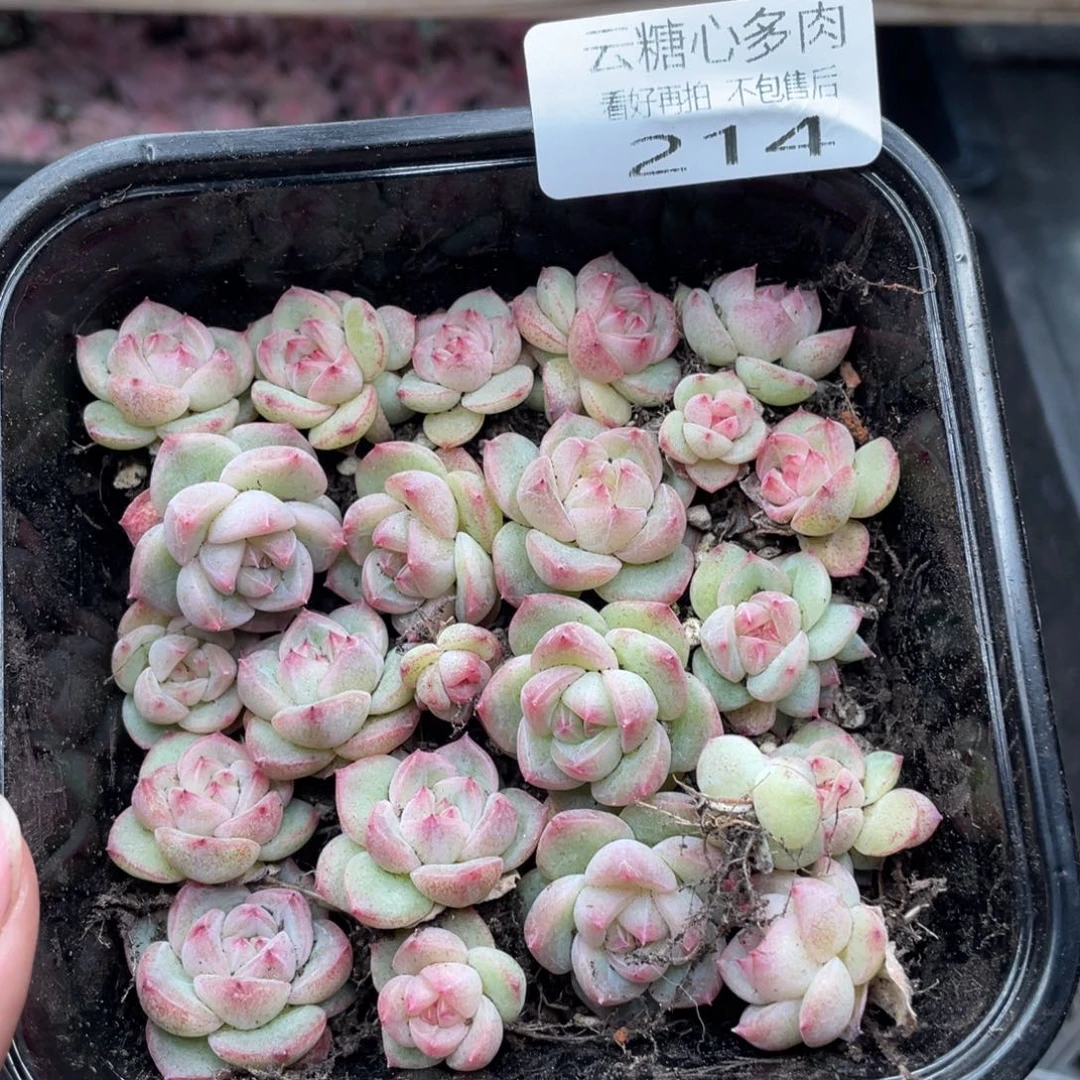 云糖心多肉植物214