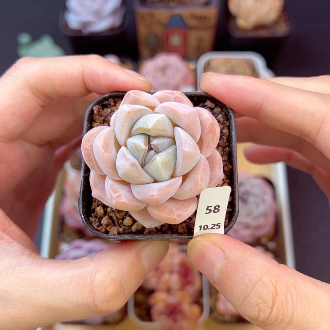 南波万58、哈哈哈哈