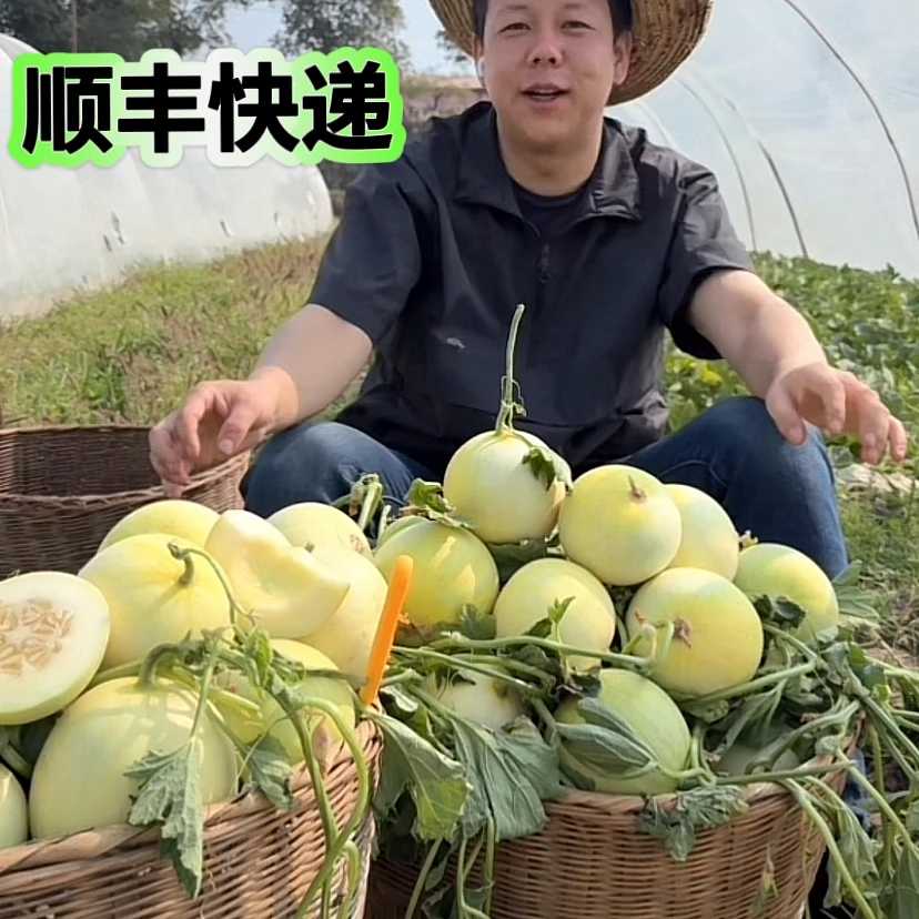 (顺丰拍这个链接)5斤云南郁金香小甜瓜