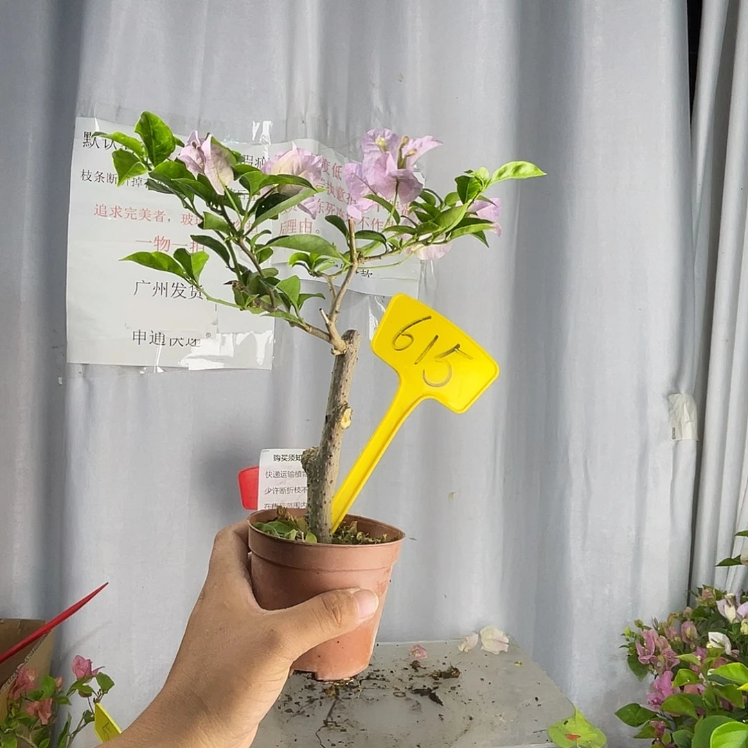 当前无花栽培后可以开花615苹果花掌中宝