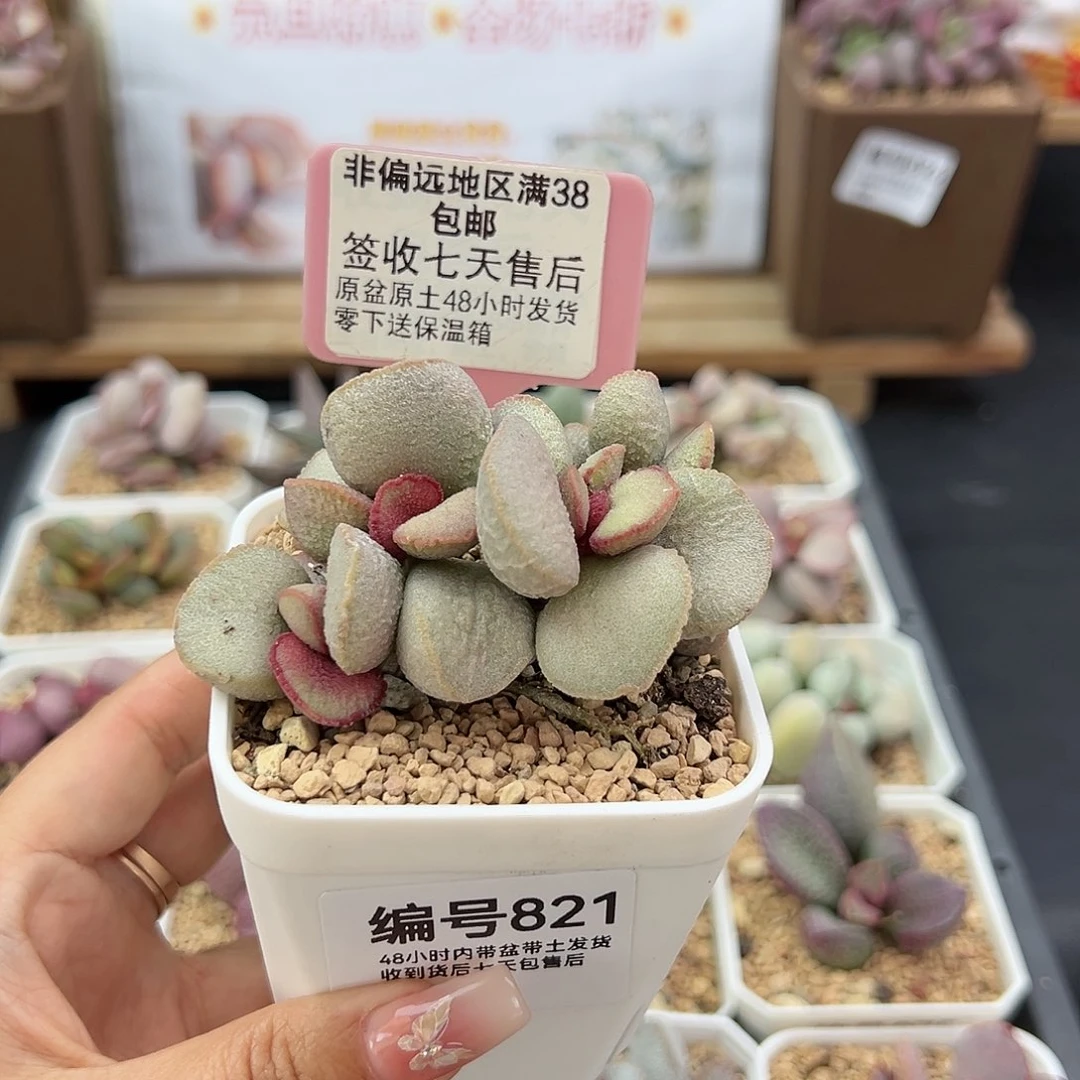 甜*821妖姬多肉植物