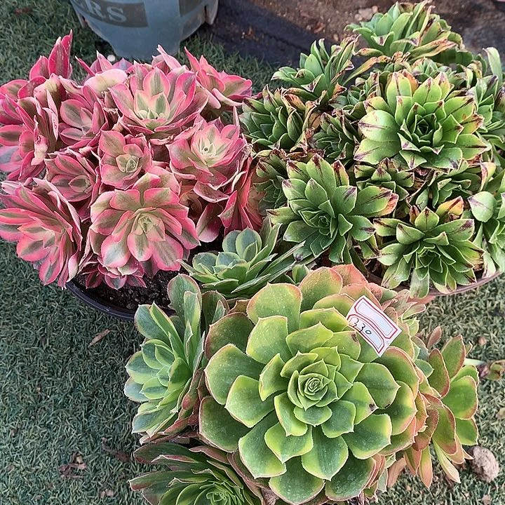 330三颗多肉植物