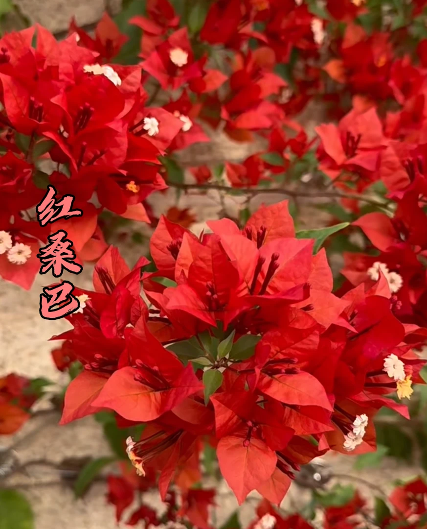 【红桑巴】 三角梅花卉勤花四季开花基地直发