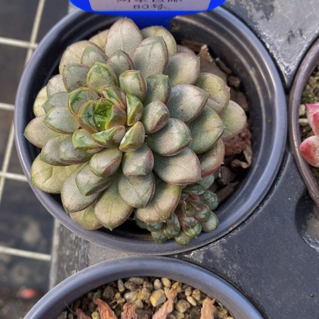 80-精品葡萄一个