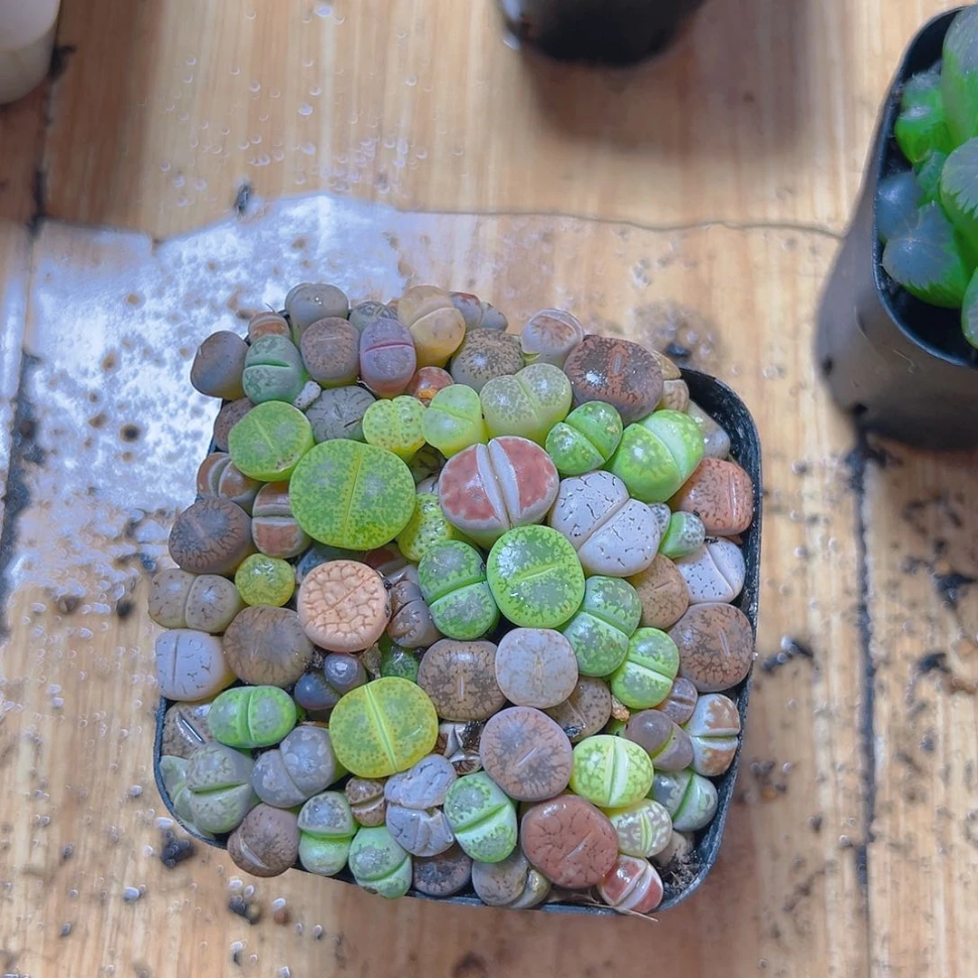 生石花玉露多肉多肉多肉一颗