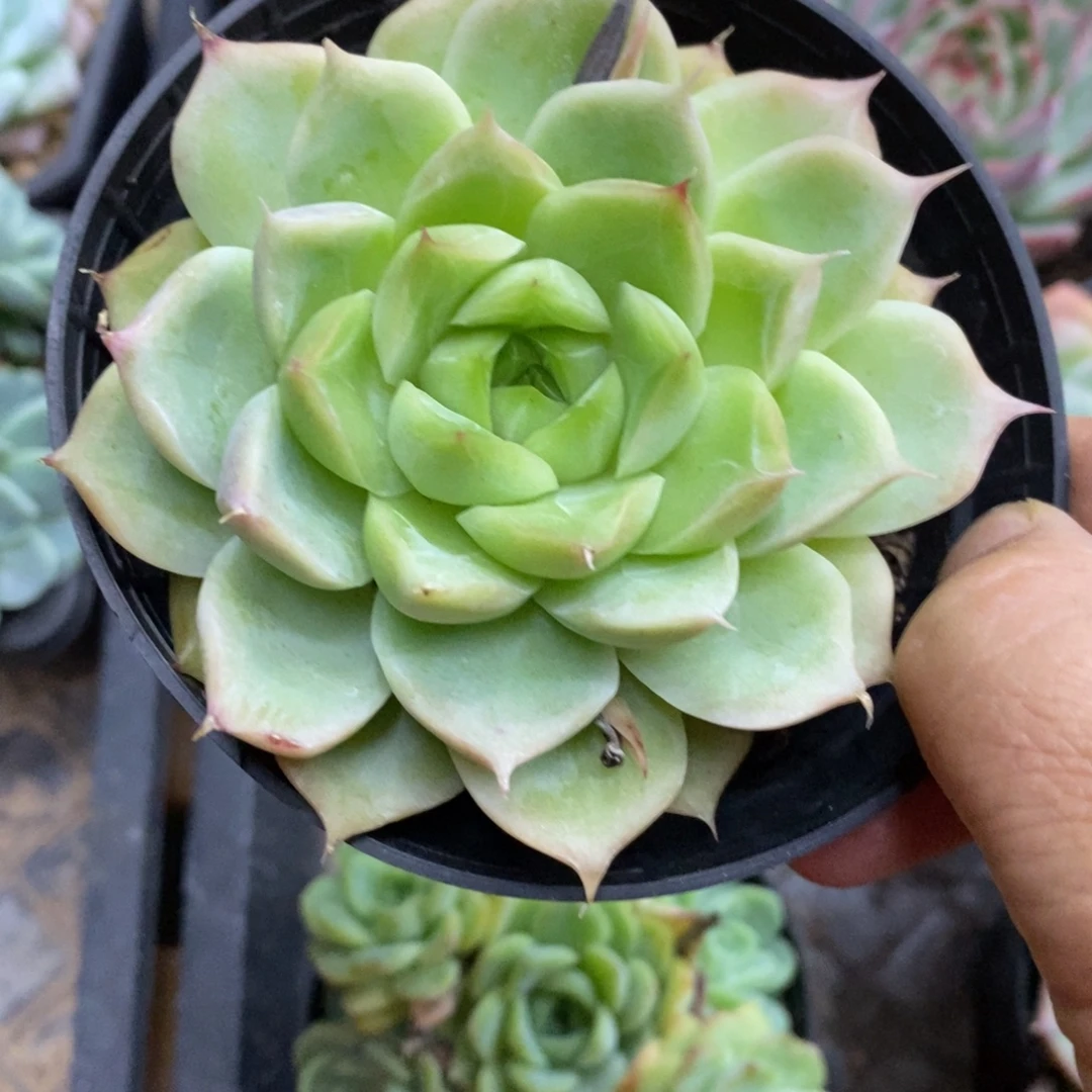 精品多肉一物一拍不包整112