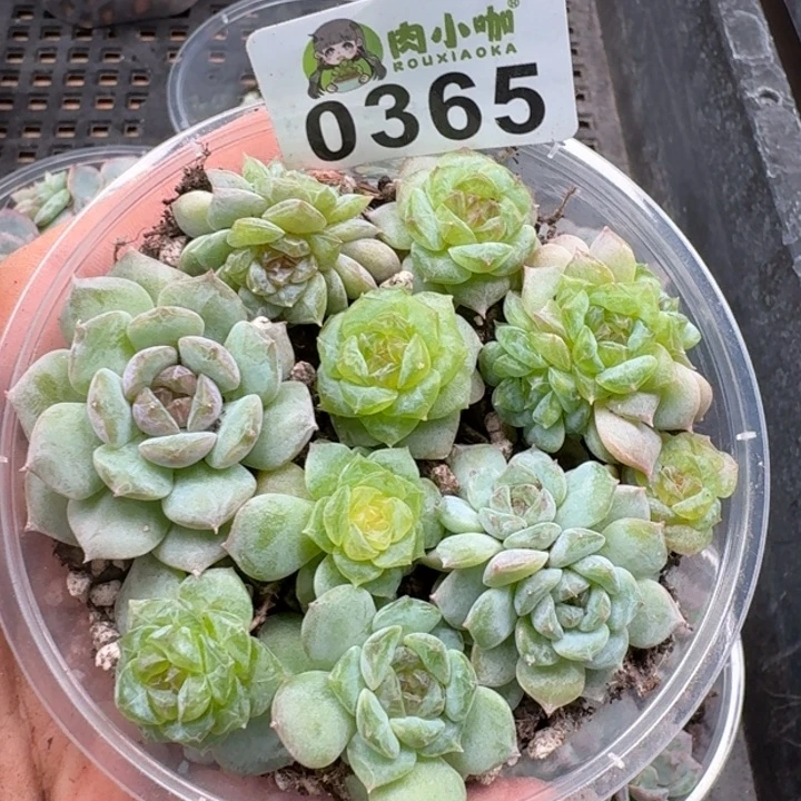 多肉植物多肉植物