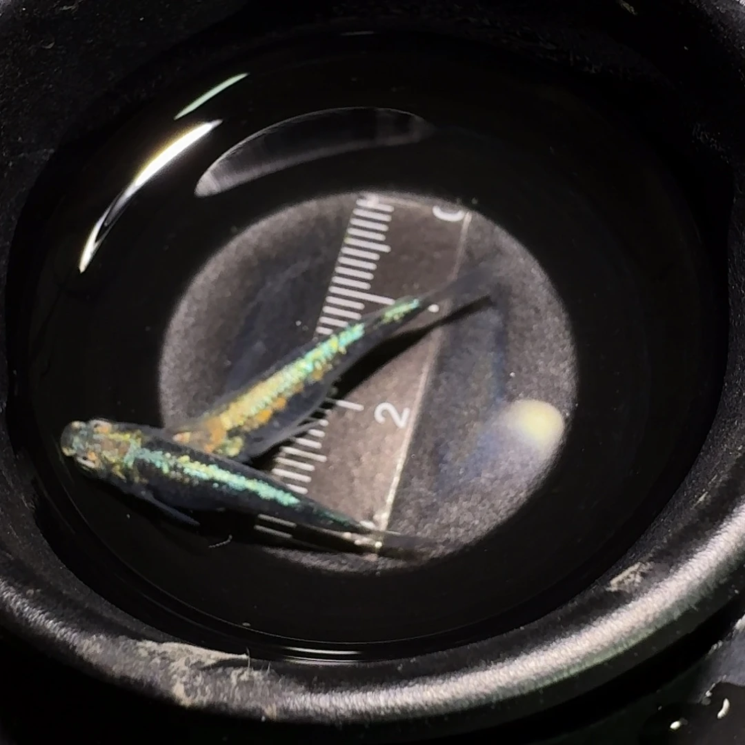 青鳉鱼一物一拍298
