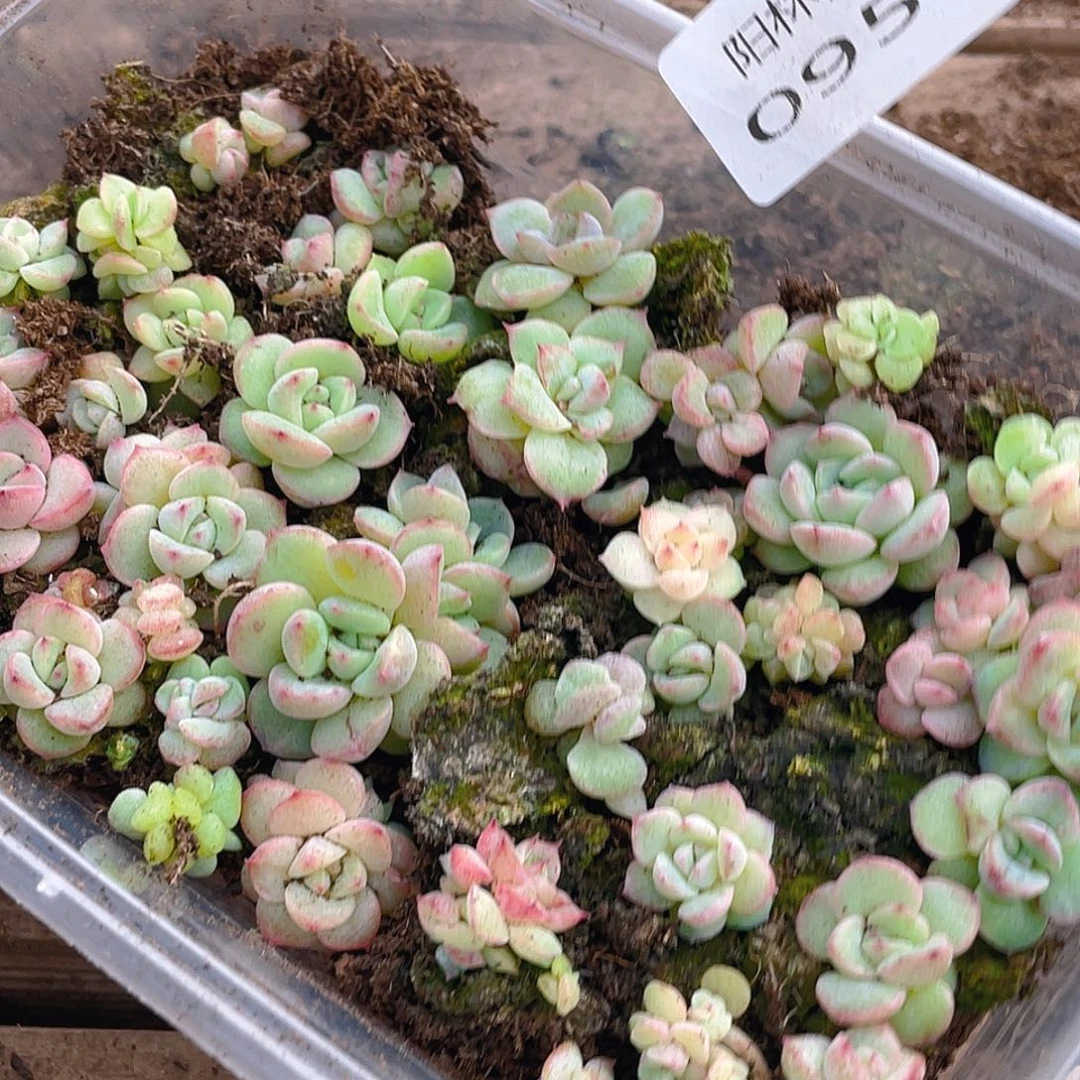 多肉植物多肉植物951