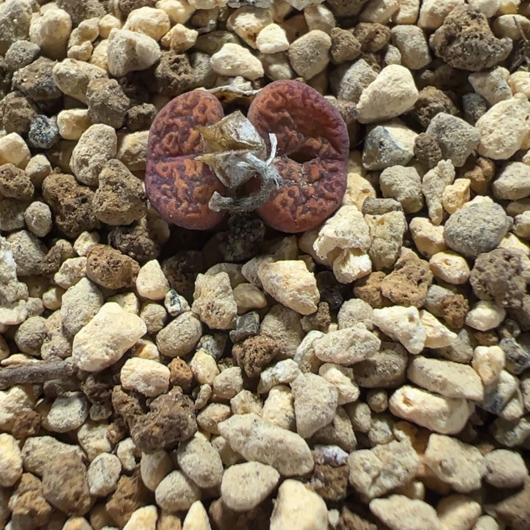 10-197肉锥多肉植物