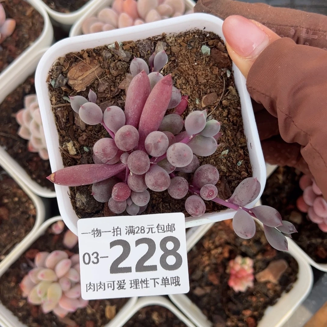 w**宝紫泡泡多多肉多肉多肉