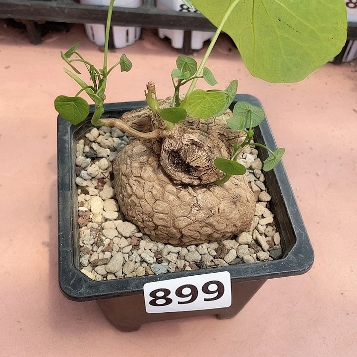 899泰国荔枝龟龙甲龟