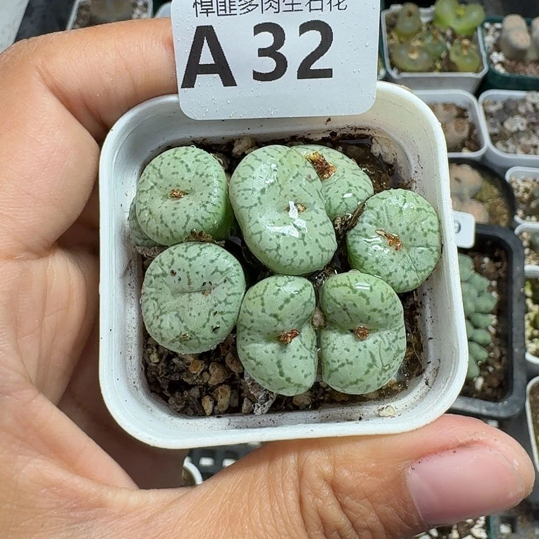 32多肉植物多肉植物