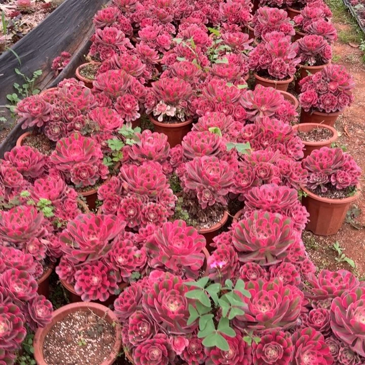 粉女巫群生啊啊啊