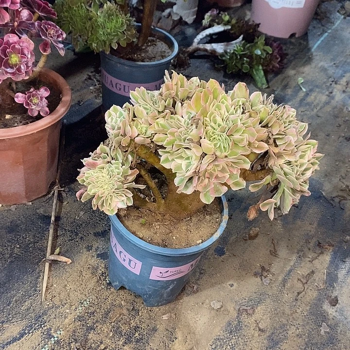 粉女巫多肉植物014