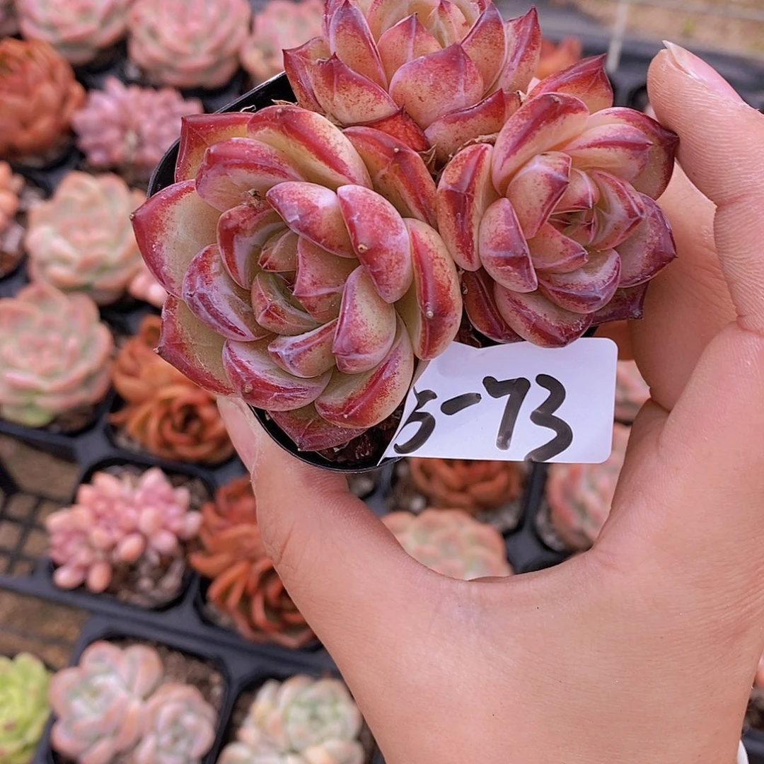 5-73 夜魔侠三头一颗一物一拍