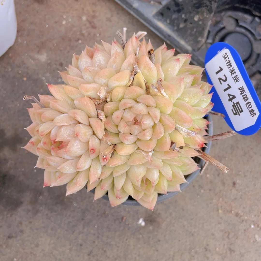 1214号麦秆母本大群生一个不包整