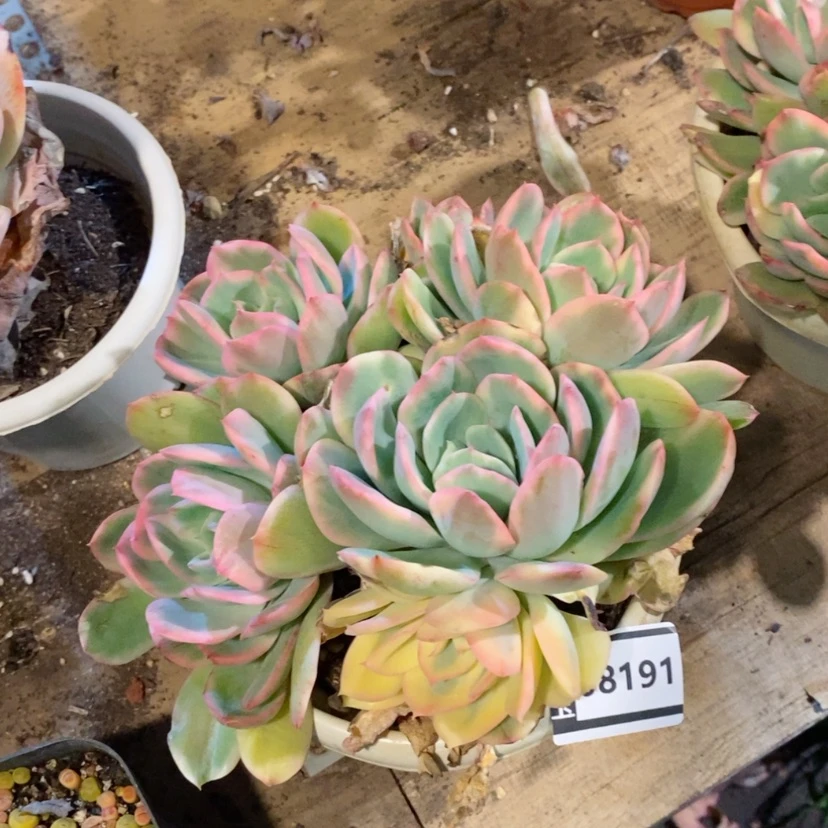 【闪购商品】多肉绮罗锦08191