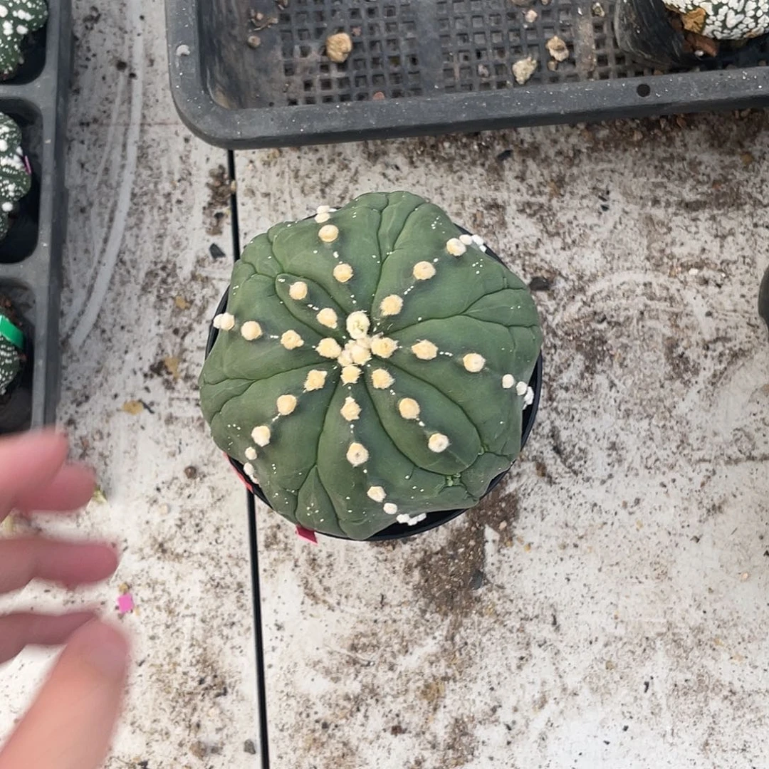 完全开放顽****夫特价3 170