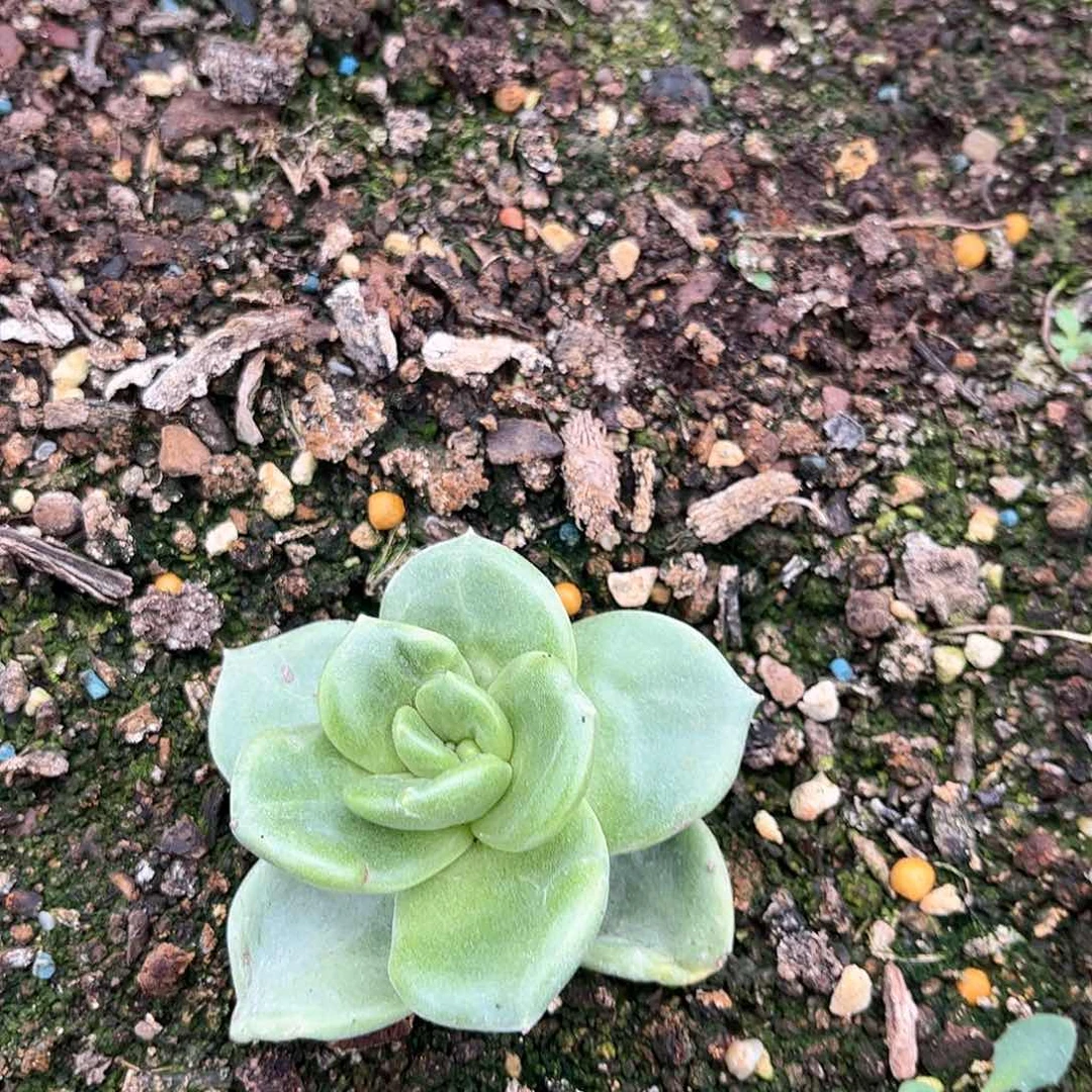 路*6387帕翠啥仙女杯多肉