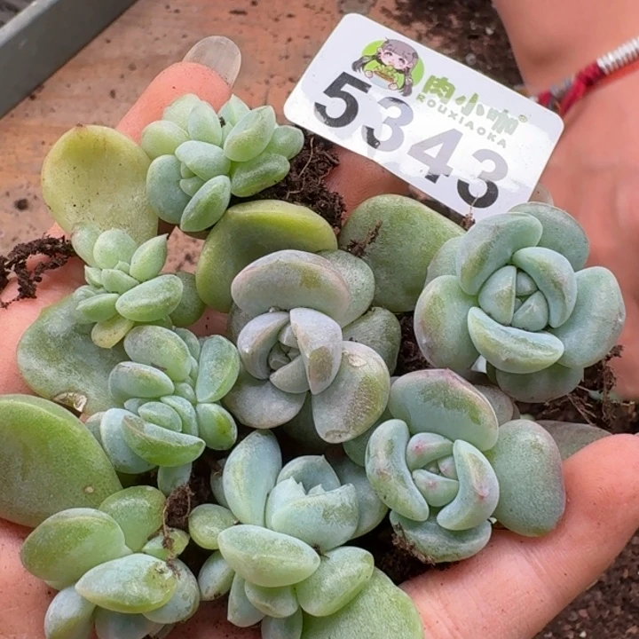 多肉植物多头植物