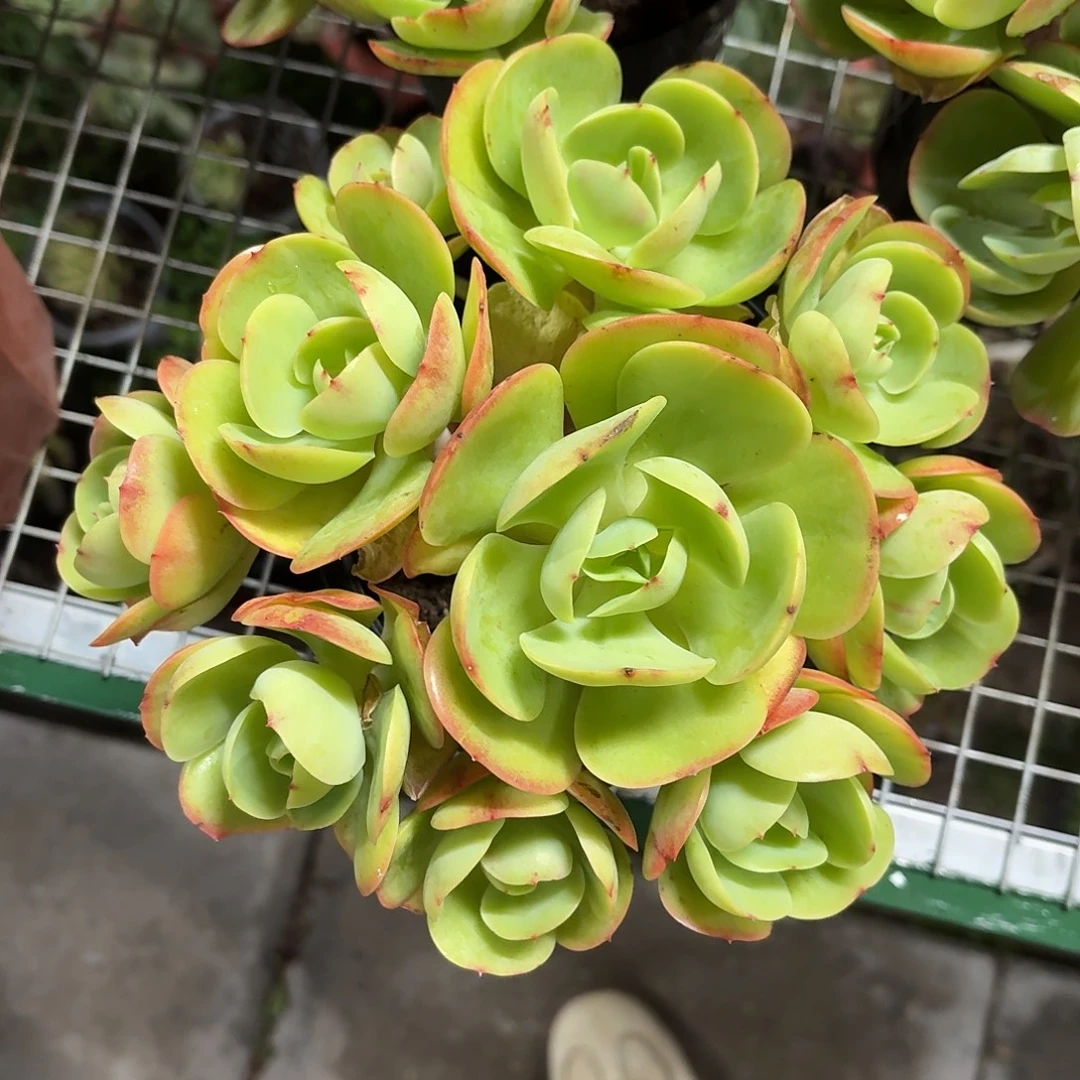 鸡蛋碧桃大手捧冠幅20㎝