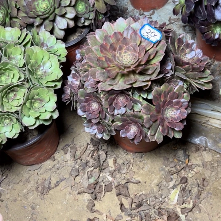 多肉植物半夏法师38