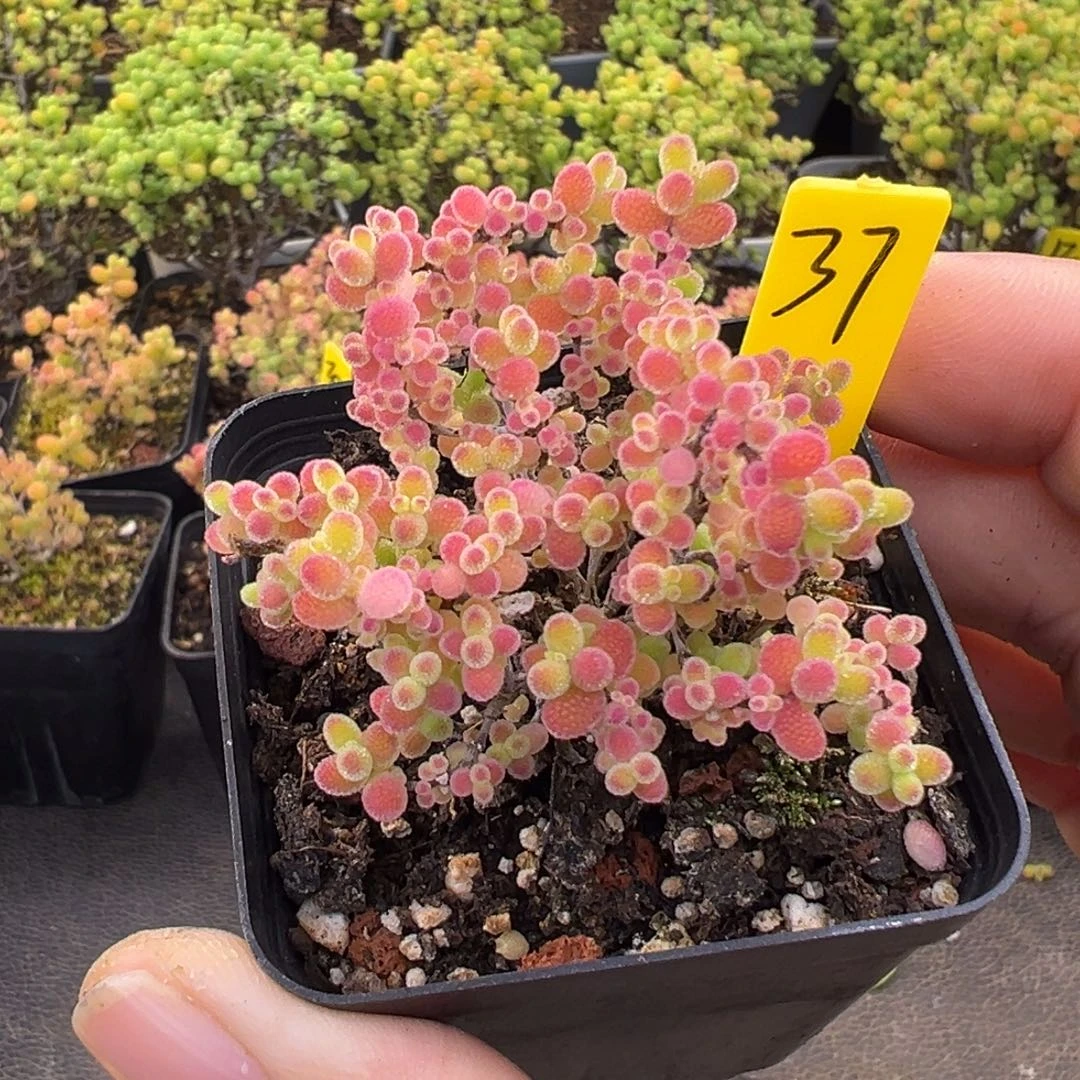 蜜橘糖球37号5.5cm盆